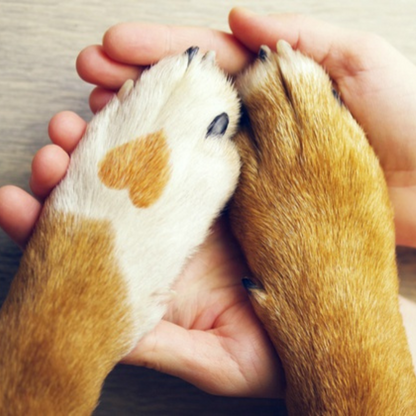 Lima pulidora uñas® Mascotas 🐶😸